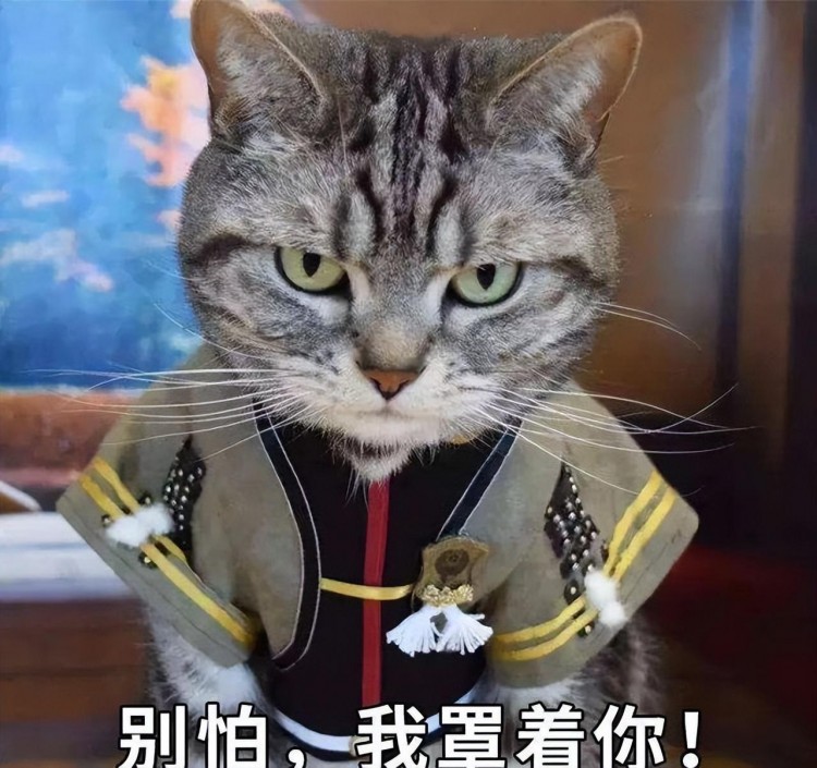 慕了！猫咪出现这7种行为说明它是来报恩的