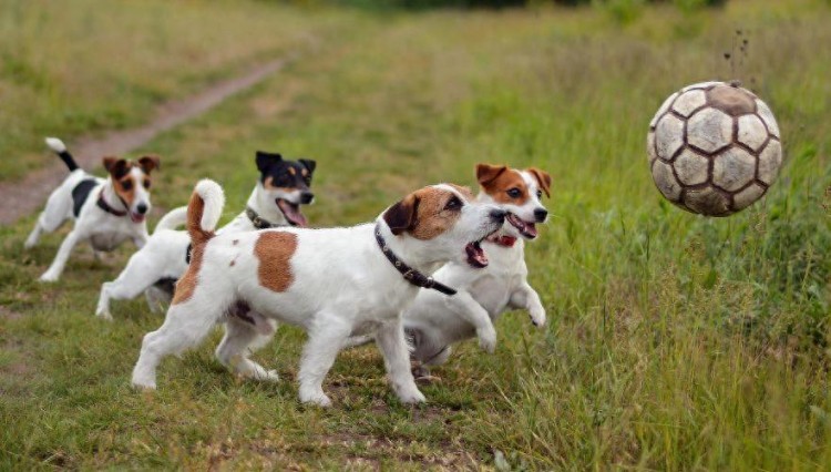 养狗“首选”这几种小型犬，不仅寿命长，还好养