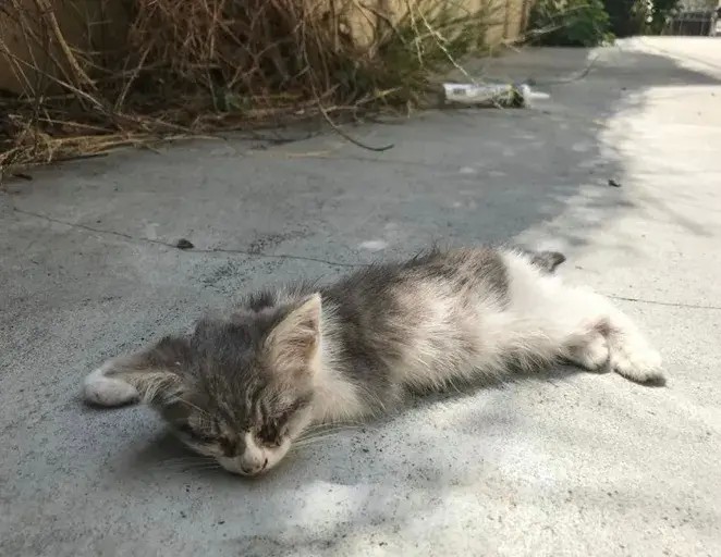 濒死的流浪猫被好心人救助十个月后大变样网友直呼捡到宝