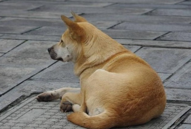 养久的狗狗不要送人会有这些后果